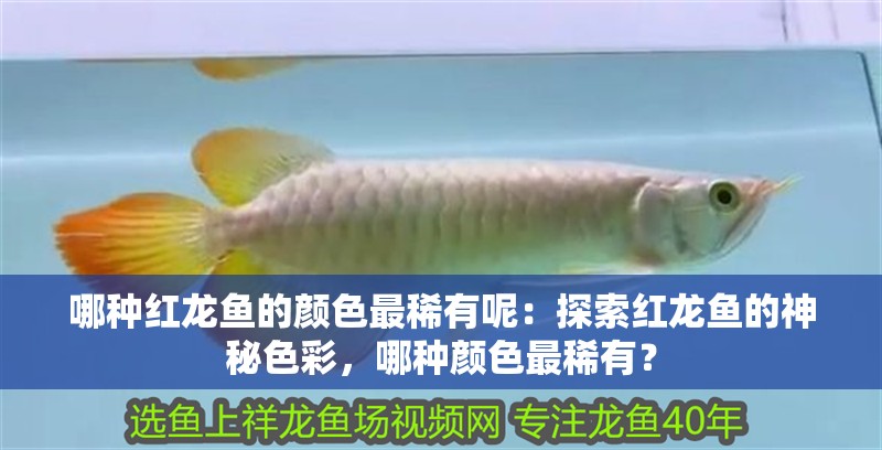 哪種紅龍魚的顏色最稀有呢：探索紅龍魚的神秘色彩，哪種顏色最稀有？
