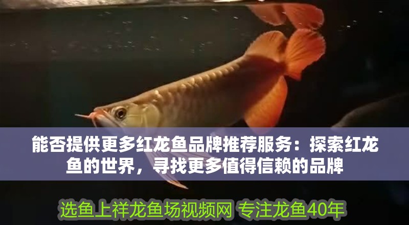 金龍魚(yú) 國(guó)產(chǎn)品牌：金龍魚(yú)品牌在中國(guó)市場(chǎng)上具有很高的知名度并且在中國(guó)市場(chǎng)上具有很高的知名度