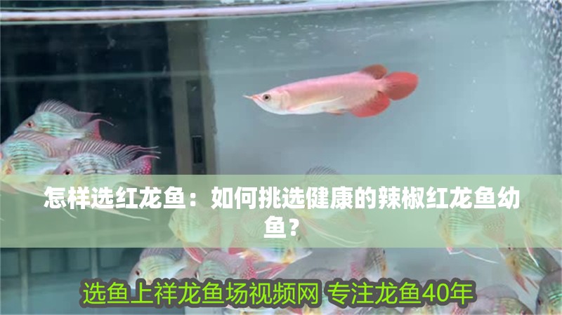 怎樣選紅龍魚：如何挑選健康的辣椒紅龍魚幼魚？