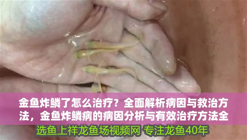 金魚炸鱗了怎么治療？全面解析病因與救治方法，金魚炸鱗病的病因分析與有效治療方法全指南