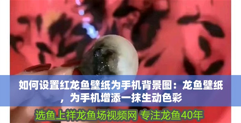 如何設(shè)置紅龍魚壁紙為手機(jī)背景圖：龍魚壁紙，為手機(jī)增添一抹生動色彩