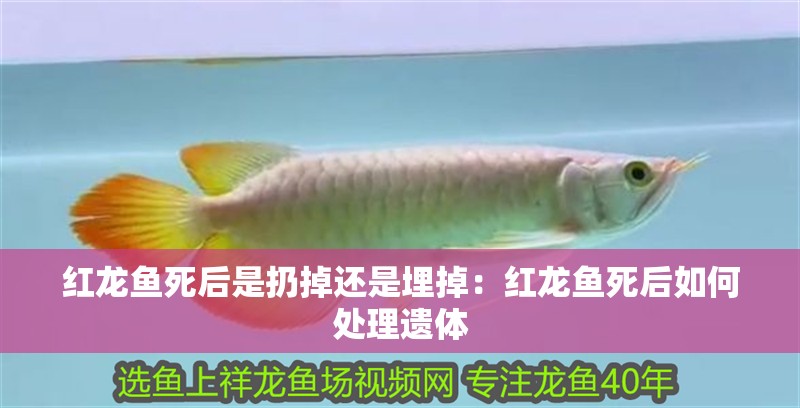 紅龍魚死后是扔掉還是埋掉：紅龍魚死后如何處理遺體