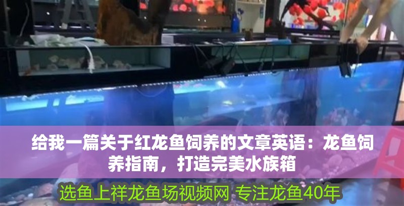 給我一篇關(guān)于紅龍魚(yú)飼養(yǎng)的文章英語(yǔ)：龍魚(yú)飼養(yǎng)指南，打造完美水族箱
