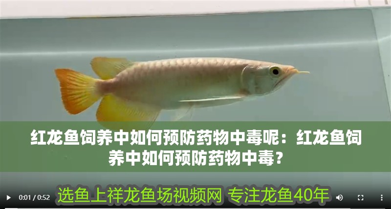 紅龍魚飼養(yǎng)中如何預防藥物中毒呢：紅龍魚飼養(yǎng)中如何預防藥物中毒？