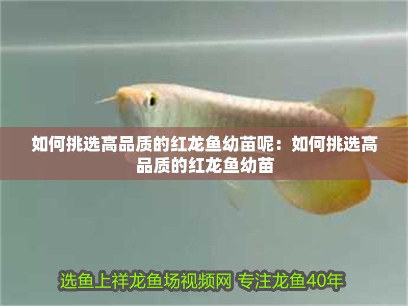 如何挑選高品質的紅龍魚幼苗呢：如何挑選高品質的紅龍魚幼苗