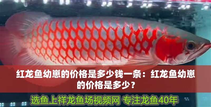 紅龍魚幼崽的價格是多少錢一條：紅龍魚幼崽的價格是多少？