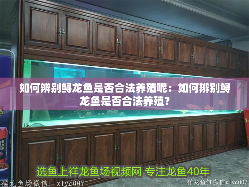 如何辨別鱘龍魚是否合法養(yǎng)殖呢：如何辨別鱘龍魚是否合法養(yǎng)殖？