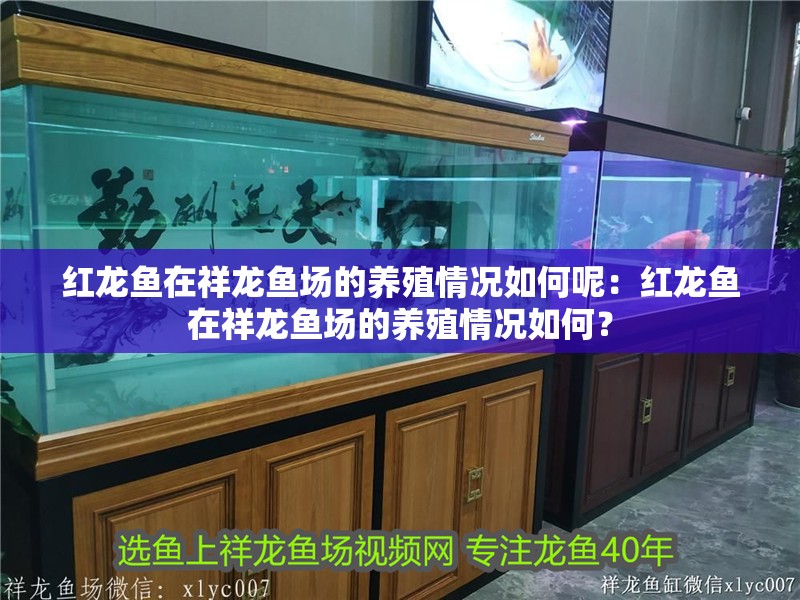紅龍魚(yú)在祥龍魚(yú)場(chǎng)的養(yǎng)殖情況如何呢：紅龍魚(yú)在祥龍魚(yú)場(chǎng)的養(yǎng)殖情況如何？