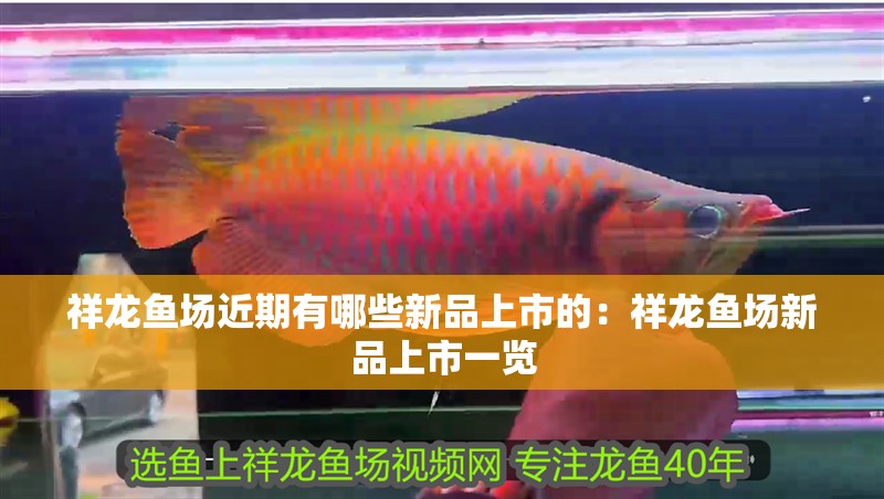 祥龍魚場(chǎng)近期有哪些新品上市的：祥龍魚場(chǎng)新品上市一覽