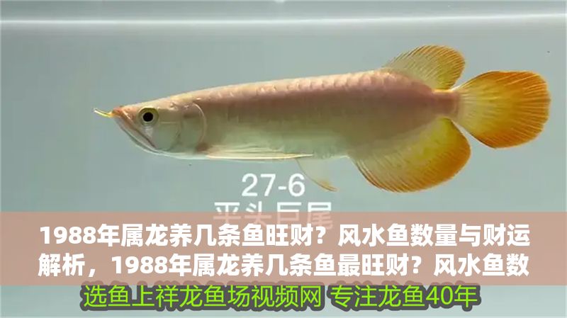 1988年屬龍養(yǎng)幾條魚旺財？風(fēng)水魚數(shù)量與財運(yùn)解析，1988年屬龍養(yǎng)幾條魚最旺財？風(fēng)水魚數(shù)量與財運(yùn)全解析 1988年屬龍養(yǎng)幾條魚旺財？風(fēng)水魚數(shù)量與財運(yùn)解析，1988年屬龍養(yǎng)幾條魚最旺財？風(fēng)水魚數(shù)量與財運(yùn)全解析 龍魚百科 第1張