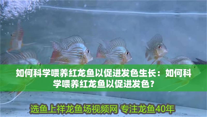 如何科學喂養紅龍魚以促進發色生長：如何科學喂養紅龍魚以促進發色？