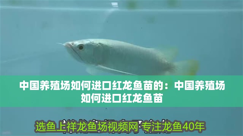 中國養(yǎng)殖場如何進口紅龍魚苗的：中國養(yǎng)殖場如何進口紅龍魚苗