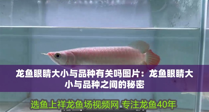 鸚鵡魚和銀龍魚混養(yǎng)怎樣喂食 龍魚眼睛大小與品種有關嗎圖片:龍魚眼睛大小與品種之間的秘密 水族問答 龍魚眼睛大小與品種有關嗎圖片:龍魚眼睛大小與品種之間的秘密 龍魚眼睛大小與品種有關嗎圖片:龍魚眼睛大小與品種之間的秘密 水族問答