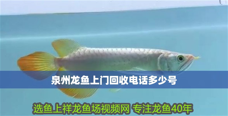 泉州龍魚上門回收電話多少號 泉州龍魚上門回收電話多少號 龍魚百科
