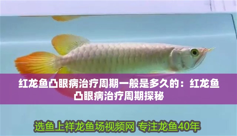 紅龍魚凸眼病治療周期一般是多久的：紅龍魚凸眼病治療周期探秘