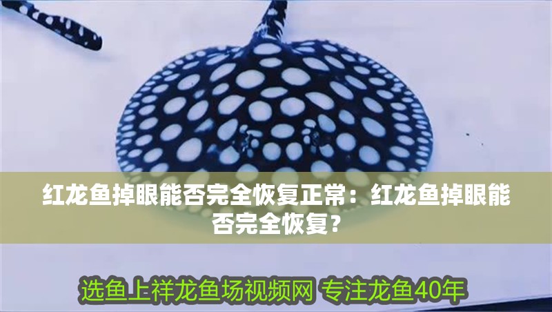 紅龍魚掉眼能否完全恢復(fù)正常：紅龍魚掉眼能否完全恢復(fù)？