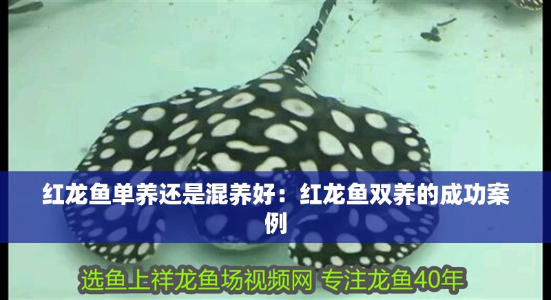 紅龍魚單養(yǎng)還是混養(yǎng)好：紅龍魚雙養(yǎng)的成功案例