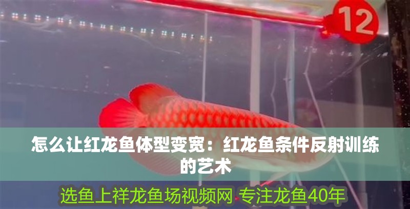 怎么讓紅龍魚體型變寬：紅龍魚條件反射訓(xùn)練的藝術(shù)