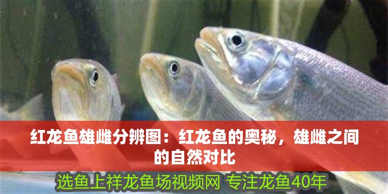 紅龍魚雄雌分辨圖：紅龍魚的奧秘，雄雌之間的自然對比