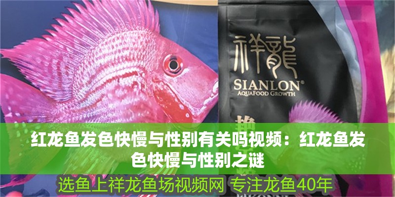 紅龍魚發色快慢與性別有關嗎視頻：紅龍魚發色快慢與性別之謎