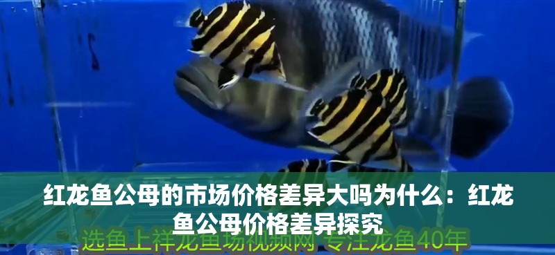 紅龍魚公母的市場價格差異大嗎為什么：紅龍魚公母價格差異探究