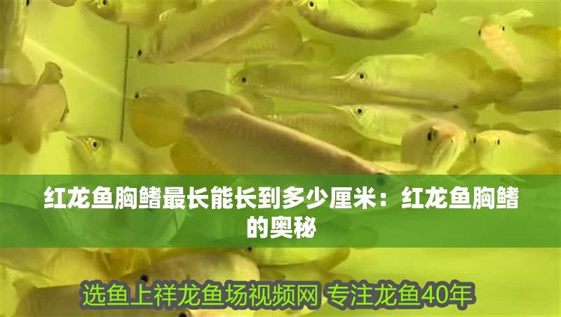 紅龍魚胸鰭最長能長到多少厘米：紅龍魚胸鰭的奧秘