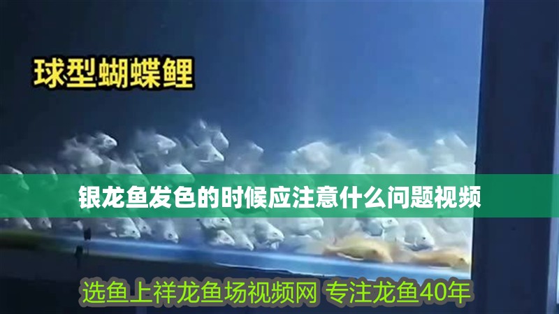 銀龍魚發色的時候應注意什么問題視頻