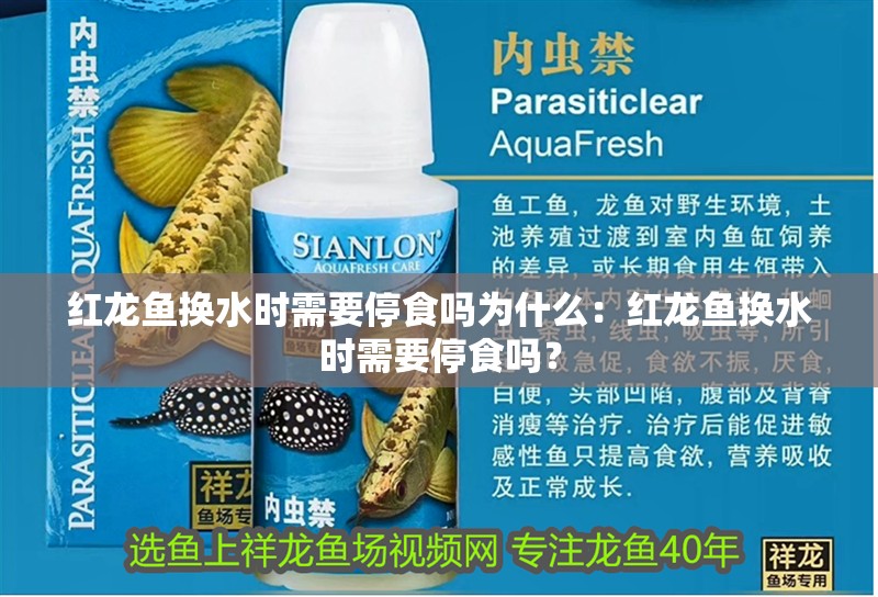 紅龍魚換水時需要停食嗎為什么：紅龍魚換水時需要停食嗎？