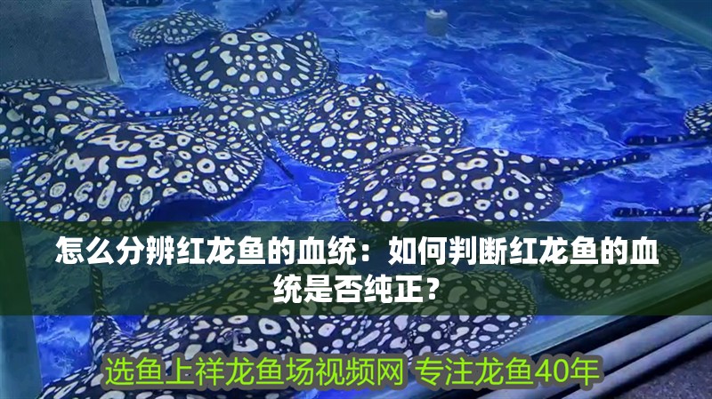 怎么分辨紅龍魚的血統：如何判斷紅龍魚的血統是否純正？