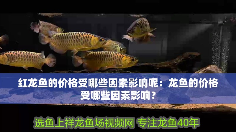 紅龍魚的價(jià)格受哪些因素影響呢：龍魚的價(jià)格受哪些因素影響？
