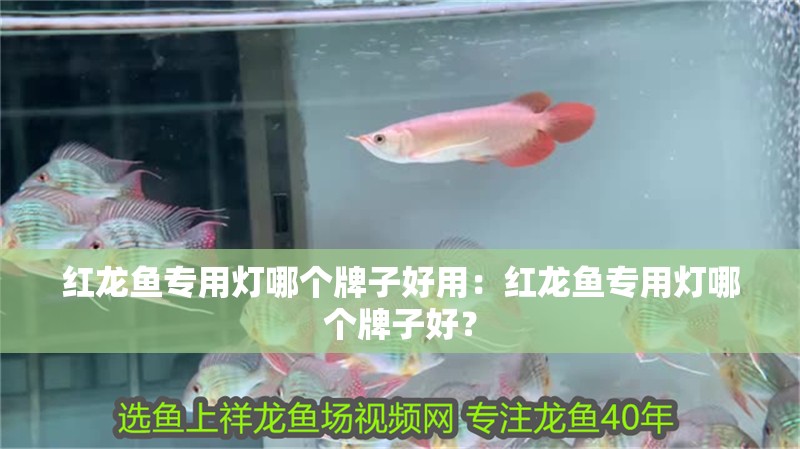 紅龍魚專用燈哪個牌子好用：紅龍魚專用燈哪個牌子好？