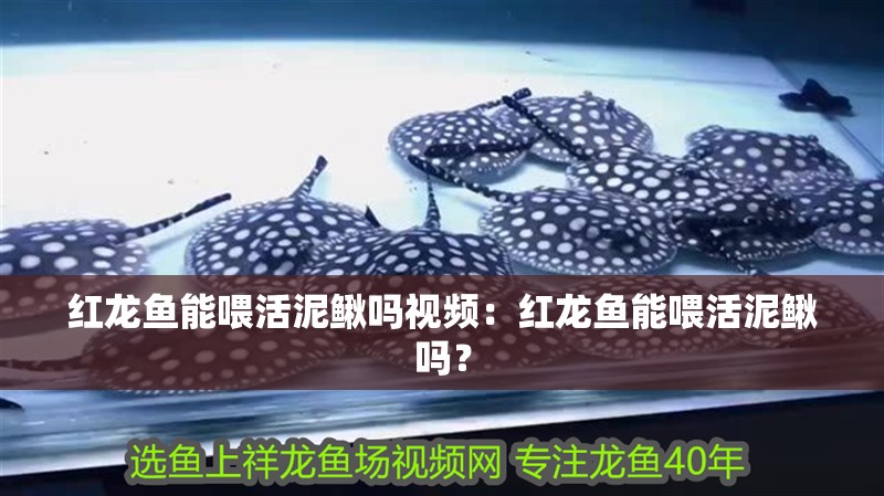 紅龍魚能喂活泥鰍嗎視頻：紅龍魚能喂活泥鰍嗎？