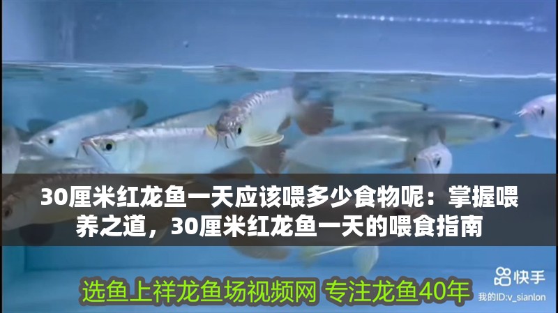金龍魚小魚苗多少錢一條