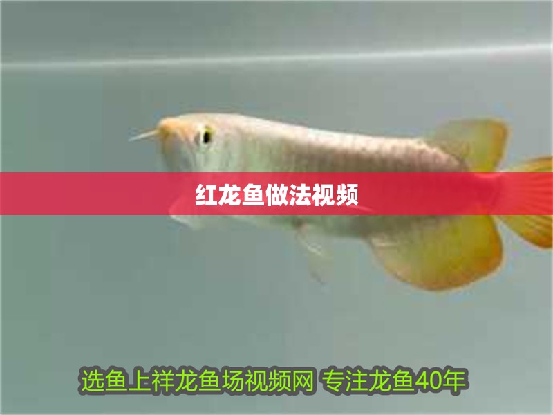 紅龍魚做法視頻