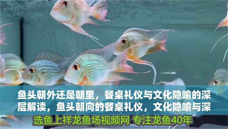 魚頭朝外還是朝里,餐桌禮儀與文化隱喻的深層解讀,魚頭朝向的餐桌禮儀,文化隱喻與深層意涵解析 龍魚百科 第1張 魚頭朝外還是朝里,餐桌禮儀與文化隱喻的深層解讀,魚頭朝向的餐桌禮儀,文化隱喻與深層意涵解析 魚頭朝外還是朝里,餐桌禮儀與文化隱喻的深層解讀,魚頭朝向的餐桌禮儀,文化隱喻與深層意涵解析 龍魚百科 第1張