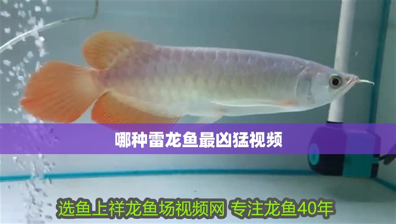 哪種雷龍魚最兇猛視頻 哪種雷龍魚最兇猛視頻 龍魚百科