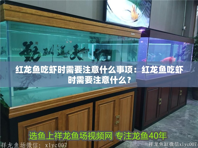 紅龍魚吃蝦時需要注意什么事項：紅龍魚吃蝦時需要注意什么？
