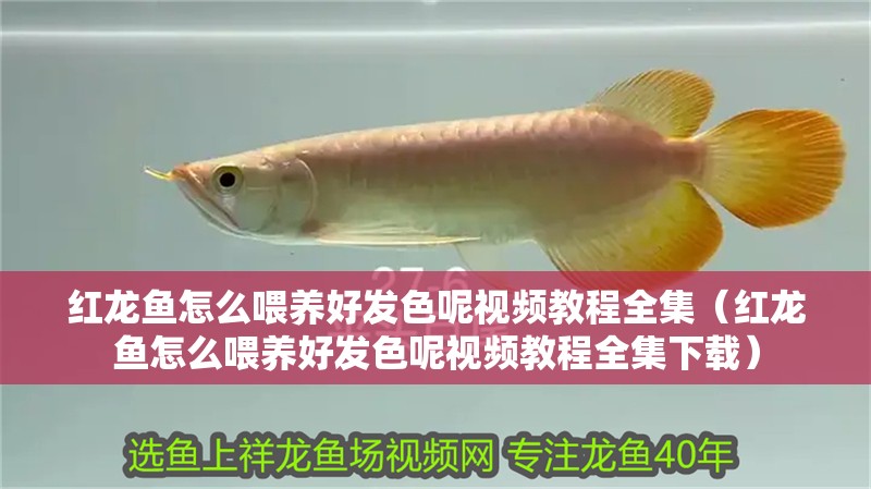 紅龍魚怎么喂養(yǎng)好發(fā)色呢視頻教程全集（紅龍魚怎么喂養(yǎng)好發(fā)色呢視頻教程全集下載）