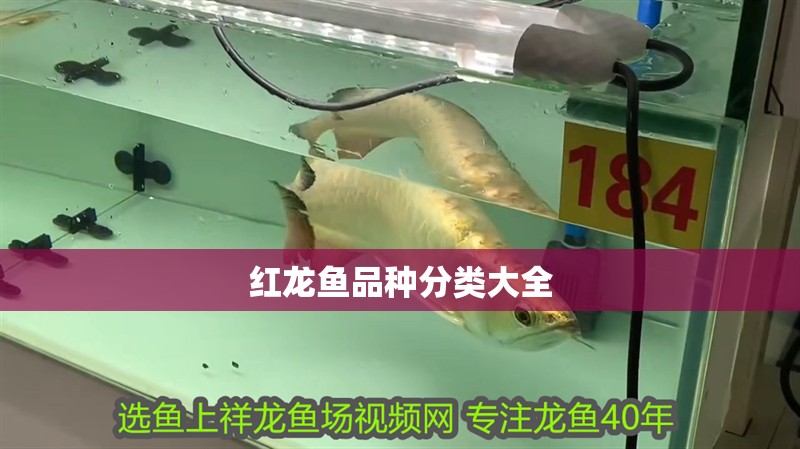 紅龍魚品種分類大全