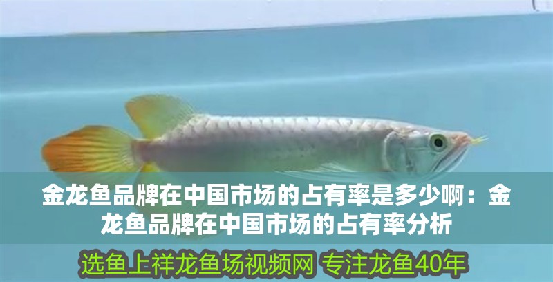 金龍魚品牌在中國市場的占有率是多少啊：金龍魚品牌在中國市場的占有率分析