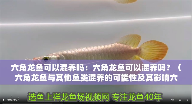 六角龍魚可以混養嗎：六角龍魚可以混養嗎？（六角龍魚與其他魚類混養的可能性及其影響六角龍魚混養）