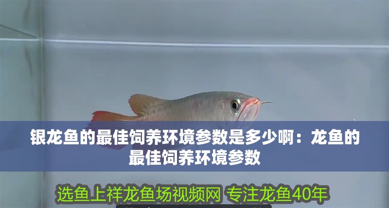 銀龍魚的最佳飼養環境參數是多少啊：龍魚的最佳飼養環境參數