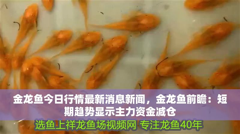 金龍魚今日行情最新消息新聞，金龍魚前瞻：短期趨勢(shì)顯示主力資金減倉