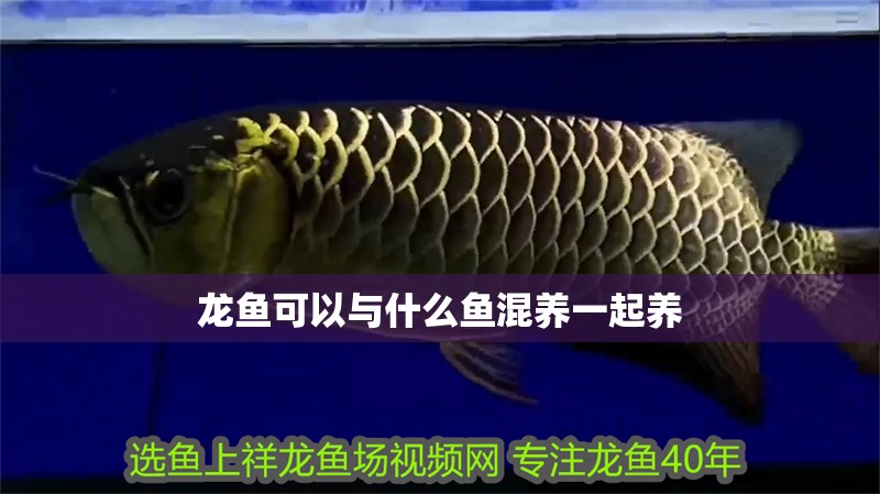 印尼虎魚多少溫度飼養(yǎng)最好:印尼虎魚多少溫度飼養(yǎng)最好印尼虎魚多少溫度飼養(yǎng)最好 龍魚可以與什么魚混養(yǎng)一起養(yǎng) 龍魚百科 龍魚可以與什么魚混養(yǎng)一起養(yǎng) 龍魚可以與什么魚混養(yǎng)一起養(yǎng) 龍魚百科