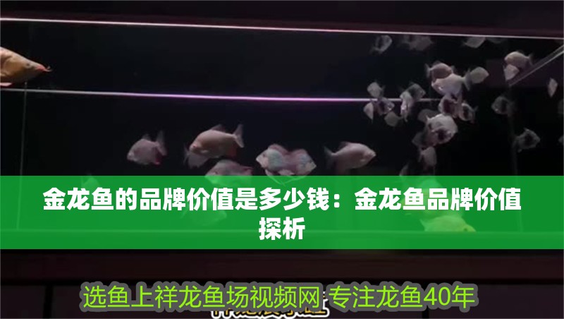 金龍魚的品牌價值是多少錢：金龍魚品牌價值探析