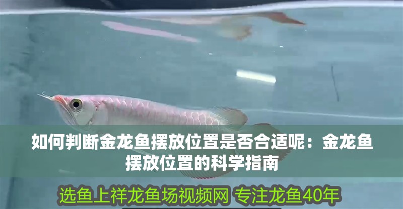 如何判斷金龍魚(yú)擺放位置是否合適呢：金龍魚(yú)擺放位置的科學(xué)指南