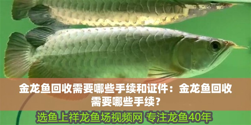 金龍魚回收需要哪些手續和證件：金龍魚回收需要哪些手續？