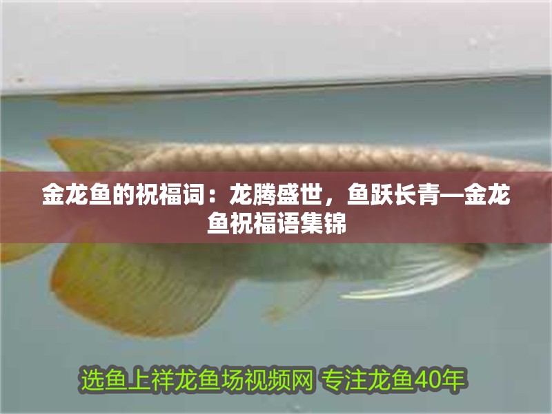金龍魚的祝福詞：龍騰盛世，魚躍長青—金龍魚祝福語集錦