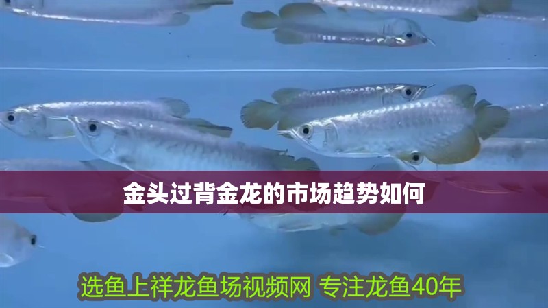 魚缸過濾器選購指南:自制魚缸過濾器魚缸上置過濾器對于養(yǎng)魚愛好者的必備知識 金頭過背金龍的市場趨勢如何 龍魚百科 金頭過背金龍的市場趨勢如何 金頭過背金龍的市場趨勢如何 龍魚百科
