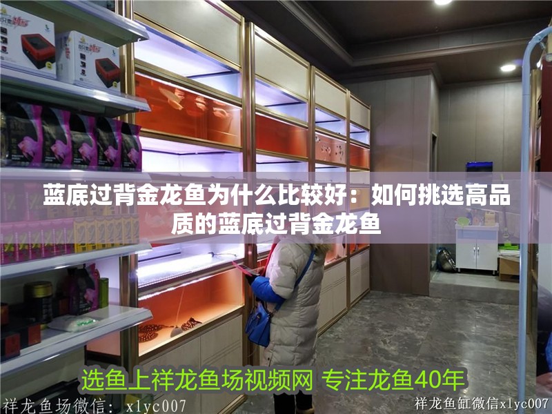 藍底過背金龍魚為什么比較好：如何挑選高品質的藍底過背金龍魚